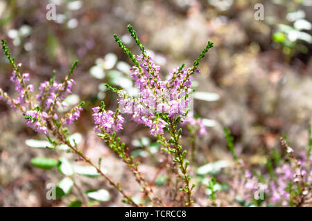 Splendido piccolo ramo di rosa fiori di erica closeup nella foresta sul fondo naturale Foto Stock