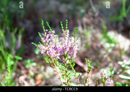 Splendido piccolo ramo di rosa fiori di erica closeup nella foresta sul fondo naturale Foto Stock