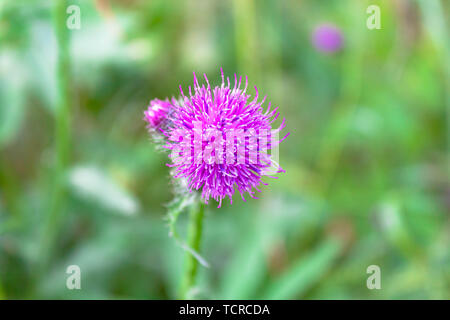 Viola fiore rosa selvatiche di cardo mariano vista ravvicinata sul verde paesaggio naturale dello sfondo. Selective soft focus. Copia di testo spazio. Foto Stock