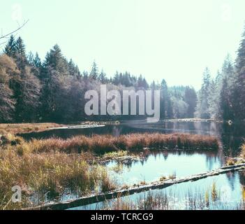 Piccolo lago nel mezzo di una foresta Foto Stock