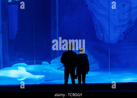 Le balene beluga in Haichang Ocean Park, Shanghai Foto Stock