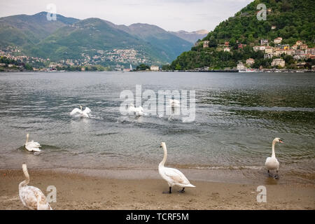 I cigni di prendere il volo sopra il lago di Como. Lombardia, Italia Foto Stock