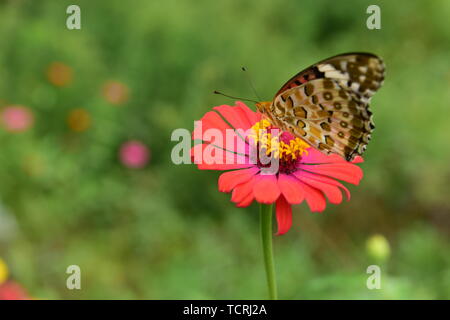 Crisantemo butterfly Foto Stock