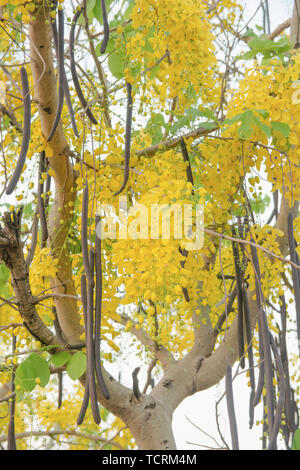 Golden Shower Tree. Cassia fistola Foto Stock