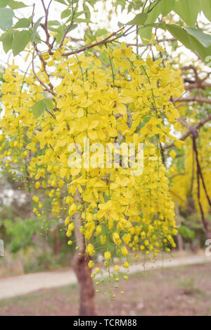 Golden Shower Tree. Cassia fistola Foto Stock