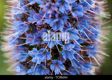 Primo piano viola orgoglio di Madeira Fiore con stami. Foto Stock