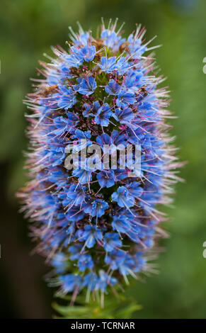 Primo piano viola orgoglio di Madeira Fiore con stami. Foto Stock