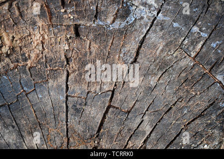 Tronco di albero abbattuto, della sezione del tronco. Sfondo dal tronco di un albero abbattuto Foto Stock