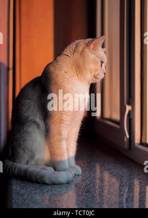 Cat breve gradiente argento Foto Stock