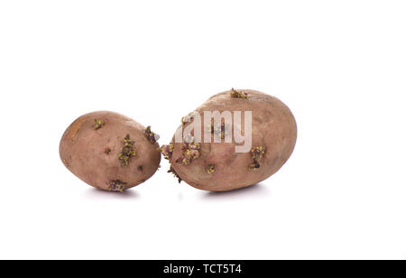 Due germogliato di patate isolati su sfondo bianco. Close up. Spazio di copia Foto Stock