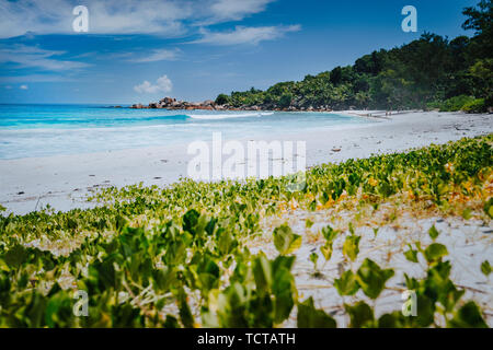 Bassa Angolazione del telecomando Anse Coco Beach, La Digue Island, Seychelles. Blu incontaminato acqua cristallina, palme e ampia spiaggia di sabbia Foto Stock