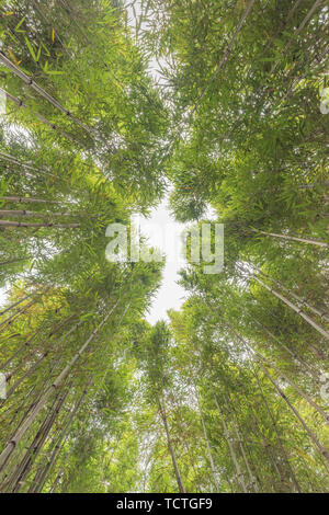 Foresta di Bamboo prugna Fiore strada prato in primavera a Chengdu, Cina Foto Stock