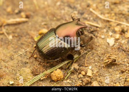 Sterco maschio Beetle (Onthophagus orpheus) foraggi su una roccia. Foto Stock