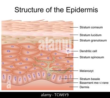 Struttura dell'epidermide medical illustrazione vettoriale, anatomia derma eps 10 Illustrazione Vettoriale