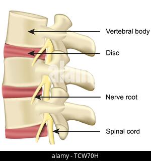 La colonna vertebrale e disco vertebrale anatomia del corpo medico illustrazione vettoriale su sfondo bianco eps 10 Illustrazione Vettoriale