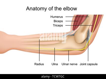 Anatomia del gomito medical illustrazione vettoriale con descrizione isolato su sfondo bianco eps 10 Una infografica Illustrazione Vettoriale