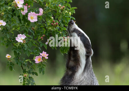 Unione badger è in piedi sulle sue zampe posteriori e lo sniffing di un wild rose fiore Foto Stock