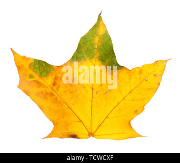 Autunno ingiallito Foglia di acero isolato su sfondo bianco Foto Stock