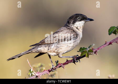 Western Orphean trillo (Sylvia hortensis), nel suo ambiente naturale. Foto Stock