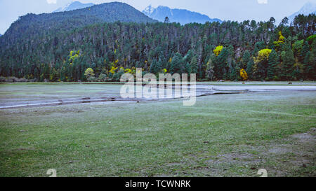 Bomi Lago di erba, Tibet Foto Stock