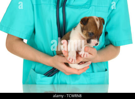 Splendido piccolo cucciolo su ispezione da parte del veterinario isolato su bianco Foto Stock