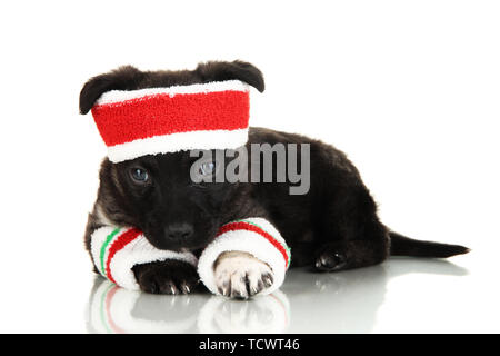 Grazioso cucciolo in tuta sportiva isolata su bianco Foto Stock