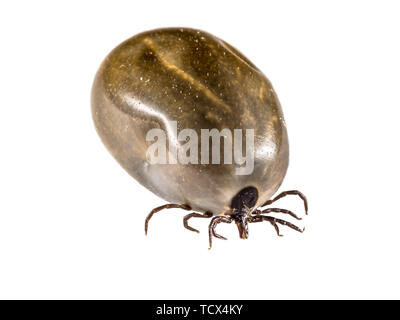 Castor bean tick (Ixodes ricinus) aspirata piena di sangue e pronto per la riproduzione. Questo animale è l'agente eziologico della malattia di Lyme e tick-borne encephali Foto Stock