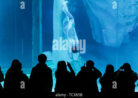 Il Beluga whale prestazioni in Haichang Ocean Park, Shanghai Foto Stock