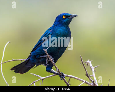 Cape glossy starling (Lamprotornis nitens) iridato uccello blu con occhio giallo arroccato nella boccola con un luminoso sfondo verde nel Parco Nazionale di Kruger S Foto Stock