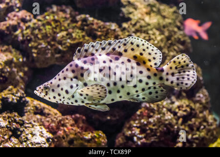 Primo piano di una pantera cernia, bianco con il nero spotter pesce tropicale, animali esotici dalla indo-pacifico Foto Stock