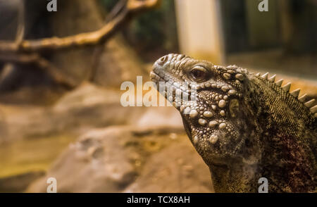 La faccia di un cubano rock iguana in closeup, tropicale e vulnerabile specie di lucertola dalla costa di Cuba Foto Stock