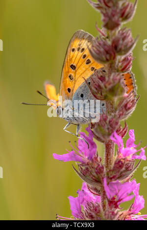 Rame di grandi dimensioni (Lycaena dispar) farfalle endemiche dei Paesi Bassi rovistando nettare su purple loosestrife (Lythrum salicaria) Foto Stock