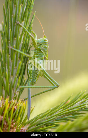 Ninfa femmina di grande Bush-Cricket verde (Tettigonia viridissima) con ovipositor. Questa è una specie di grandi dimensioni di katydid o bush-cricket appartenenti al Foto Stock