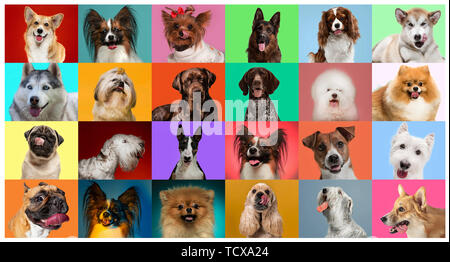 I giovani sono cani in posa. Carino doggies o animali domestici stanno cercando felice isolato sulla colorata o gradiente dello sfondo. Studio photoshots. Creative collage di diverse razze di cani. Flyer per il vostro annuncio. Foto Stock