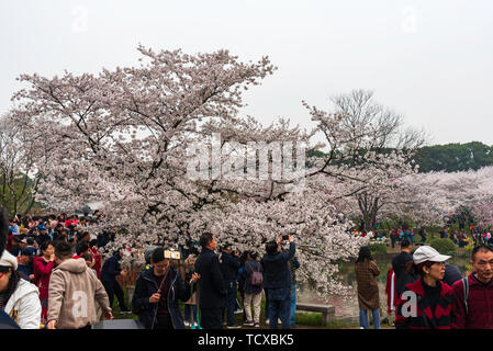 East Lake Cherry Garden, Wuhan Foto Stock