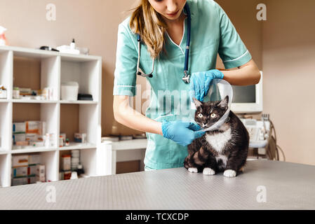 Il processo di lavorazione. Veterinario femmina in uniforme di lavoro mettendo su una plastica protettiva collare ad una grande nero Gatto sdraiato sul tavolo di veterinario clin Foto Stock