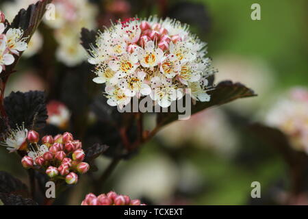 Blooming cultivar ninebark comune (Physocarpus opulifolius 'Summer vino') nel giardino estivo Foto Stock