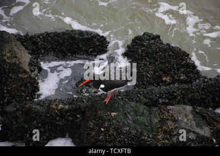 Oystercatcher tra le onde su pietre presso il porto di Scheveningen Foto Stock