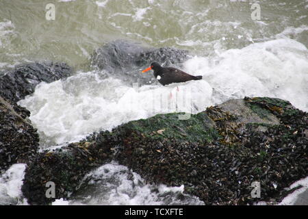 Oystercatcher tra le onde su pietre presso il porto di Scheveningen Foto Stock