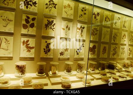 Exhibition Hall di cinese materiali medicinali Foto Stock