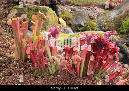 Sarracenia. Sarracenia x Tygo (sinistra) e Sarracenia x Juidth (destra) - North American carniverous brocca di piante in un giardino della palude Foto Stock