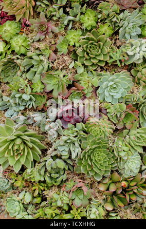 Sempervivum. Houseleeks piantati per formare un giardino verticale Parete Foto Stock