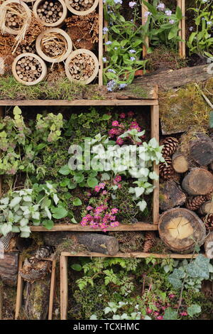 Piccolo giardino verticale piantatrice e bug hotel realizzato utilizzando legno riciclato scatole di vino Foto Stock