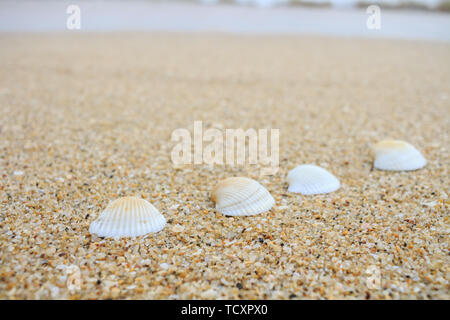 Quattro conchiglie sulla spiaggia. Foto Stock