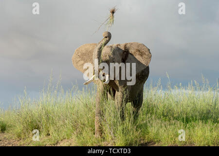 I giovani dell' elefante africano (Loxodonta africana) giocando con erba sulla savana, Amboseli National Park in Kenya. Foto Stock