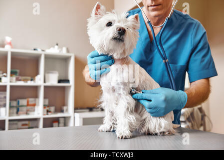 Controllo del respiro. Veterinario maschio in uniforme di lavoro ascoltando il respiro di un piccolo cane con un phonendoscope in clinica veterinaria. Pet care conc Foto Stock