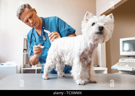 Ci vorranno pochi minuti...di mezza età vet maschio in usura di lavoro è la misurazione della temperatura corporea di carino piccolo cane alla clinica veterinaria. Pet care conce Foto Stock