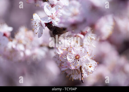 La leggermente sfocata albicocca bellissimi fiori bianchi Foto Stock