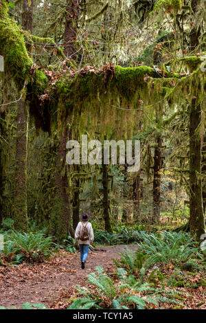 Hall di muschi foresta pluviale, il Parco Nazionale di Olympic, Sito Patrimonio Mondiale dell'UNESCO, nello Stato di Washington, Stati Uniti d'America, America del Nord Foto Stock