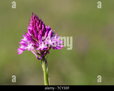 Orchide, Anacamptis pyramidalis. Fiori Selvatici. Foto Stock